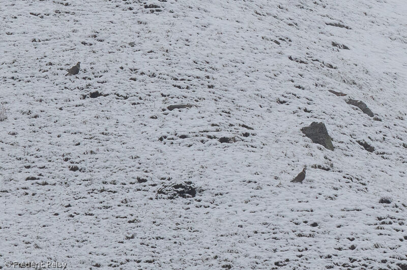 Himalayan Snowcock