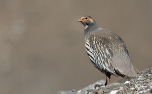 Tétraogalle du Tibet