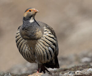 Tétraogalle du Tibet