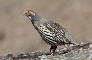 Tétraogalle du Tibet