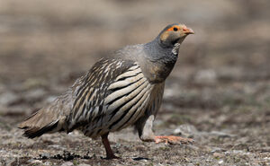 Tétraogalle du Tibet