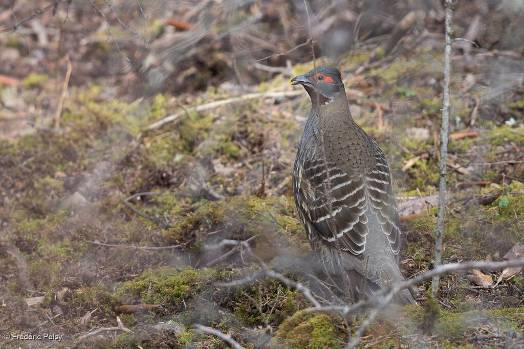 Chestnut-throated Monal-Partridge