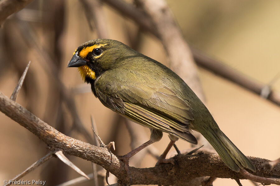 Yellow-faced Grassquit
