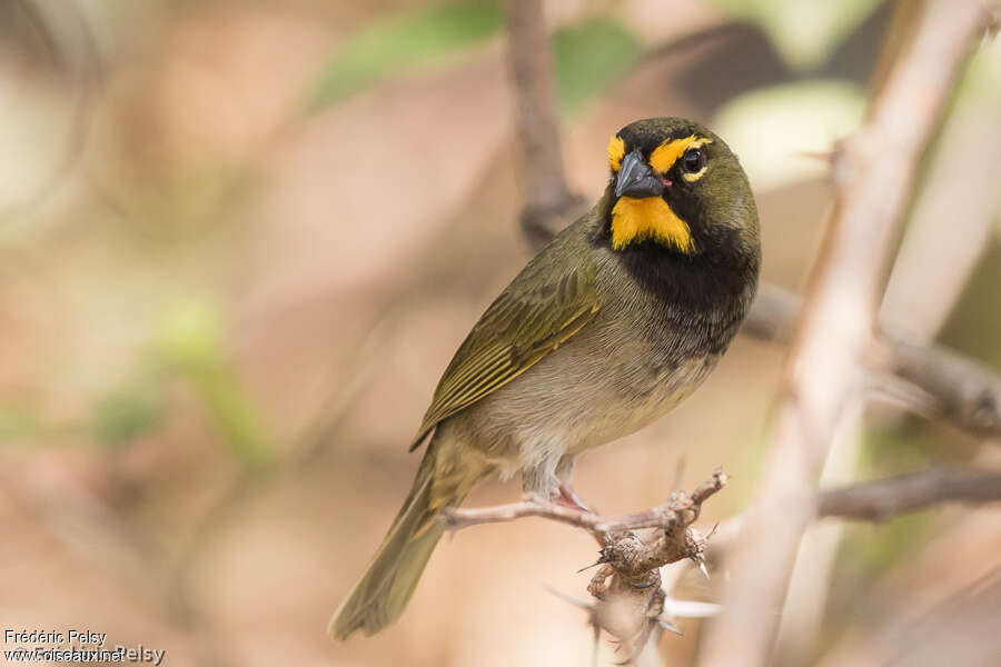 Yellow-faced Grassquit
