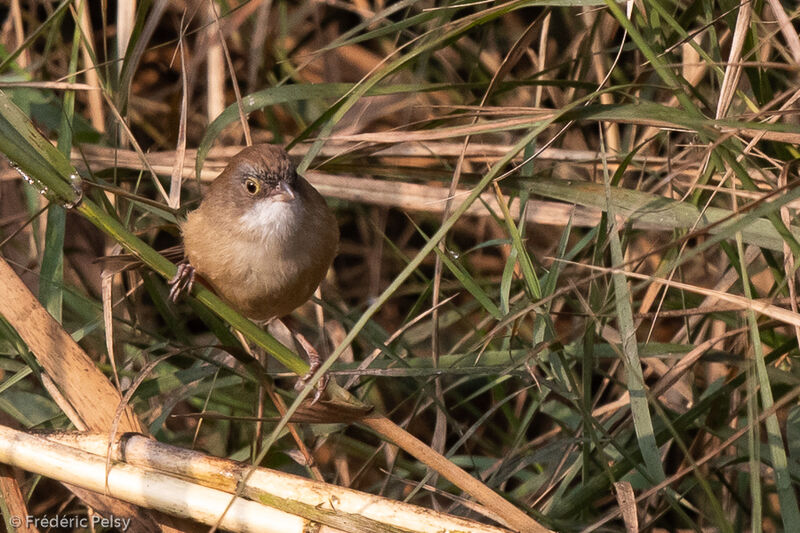 Jerdon's Babbler