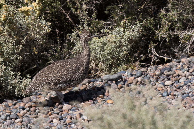 Elegant Crested Tinamou