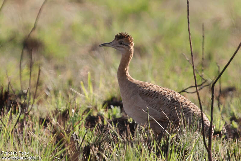 Tinamou isabelleadulte, habitat, pigmentation