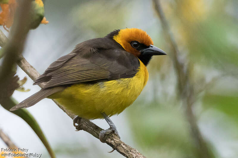 Black-necked Weaver male adult breeding, identification