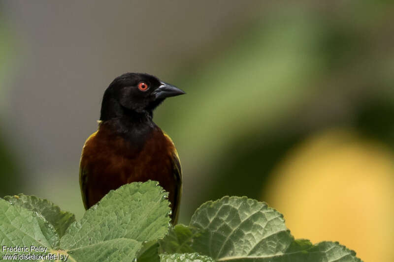 Golden-backed Weaver male adult breeding, close-up portrait, pigmentation