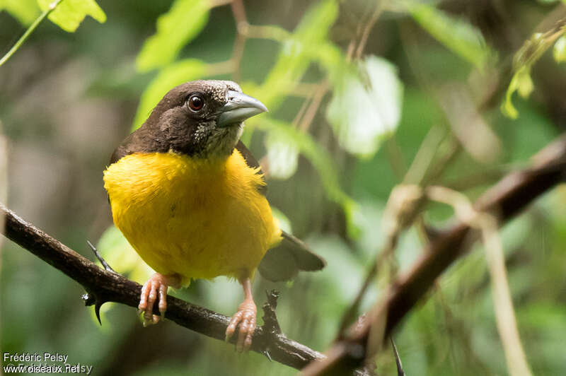 Dark-backed Weaveradult, close-up portrait