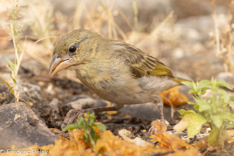 Rüppell's Weaver