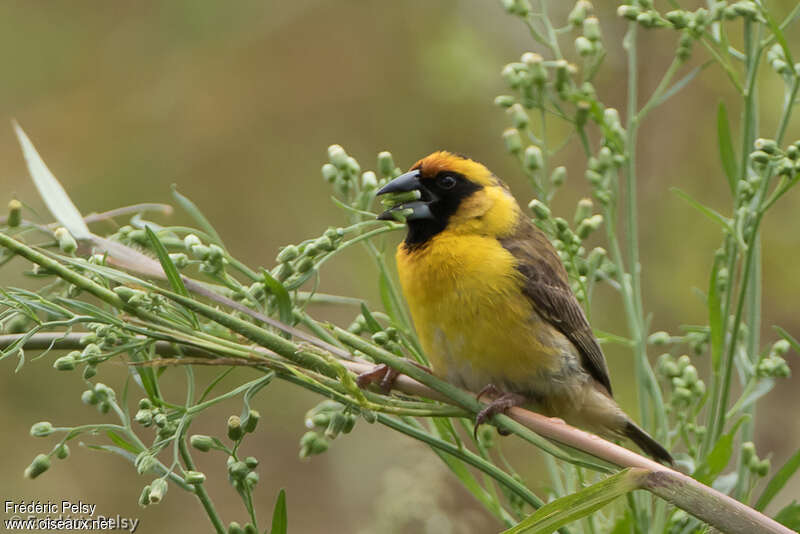 Compact Weaver male adult, pigmentation, feeding habits