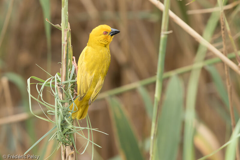 Eastern Golden Weaver male adult, Reproduction-nesting