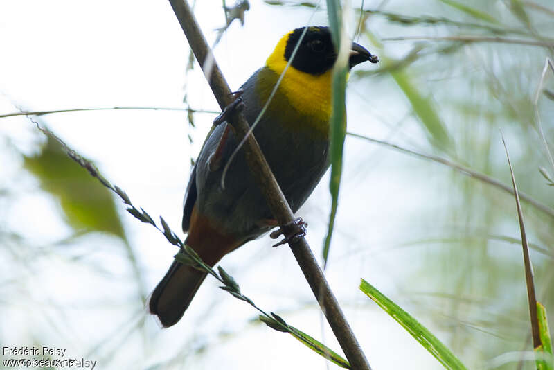 Nelicourvi Weaver male adult breeding, pigmentation