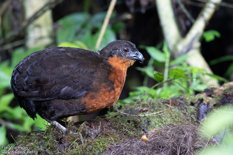 Dark-backed Wood Quailadult, identification