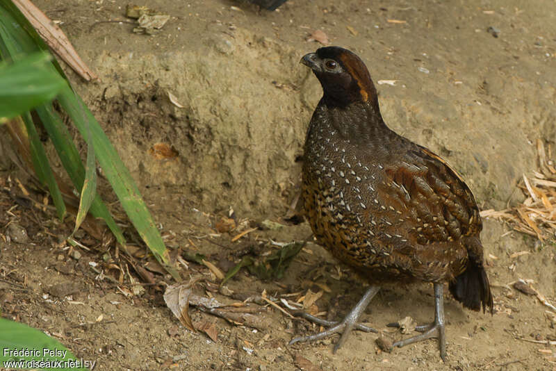 Black-fronted Wood Quailadult, identification