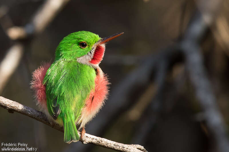 Broad-billed Todyadult, courting display