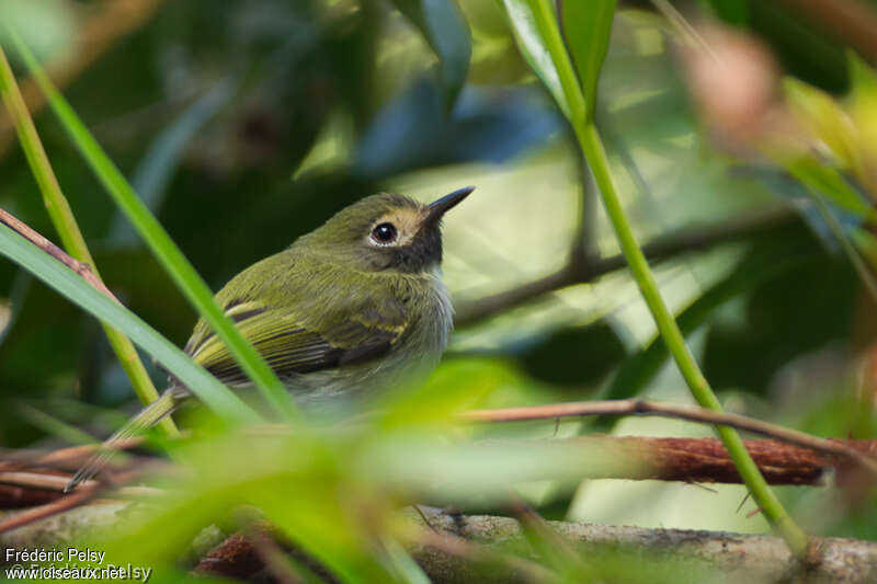 Black-throated Tody-Tyrantadult