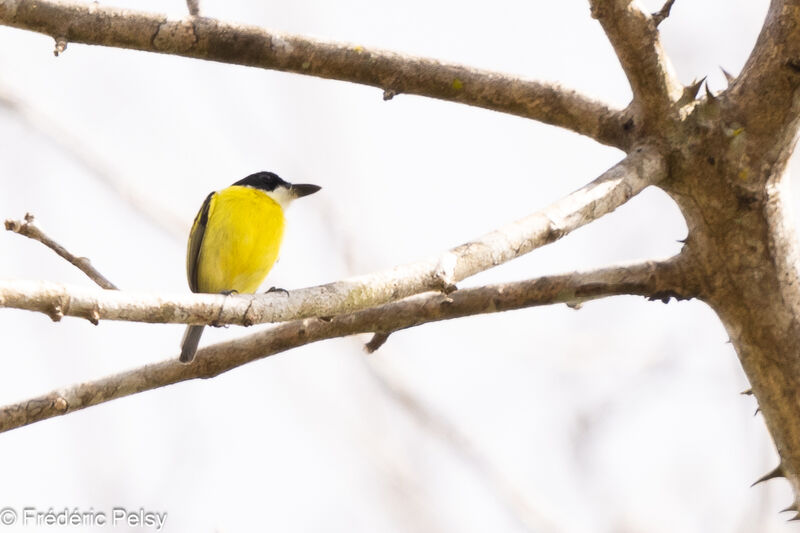 Black-headed Tody-Flycatcher