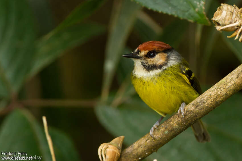 Rufous-crowned Tody-Flycatcher
