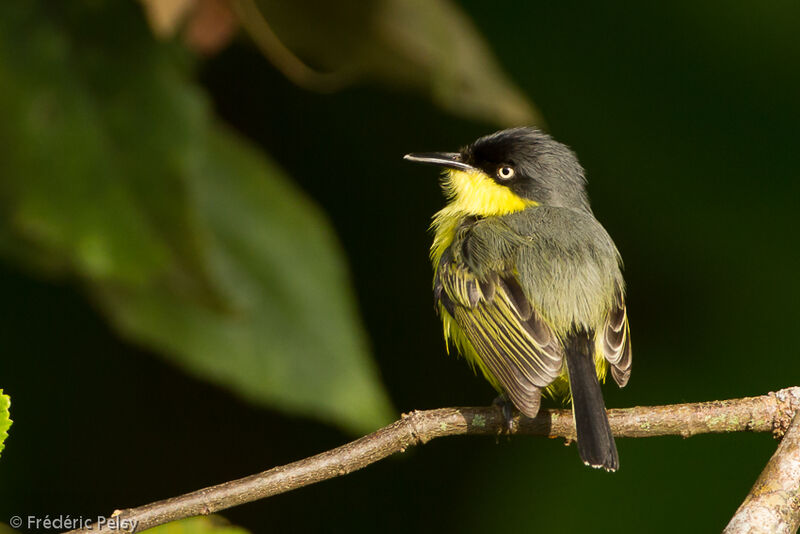 Common Tody-Flycatcheradult