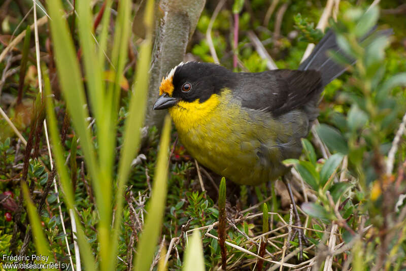 Pale-naped Brushfinchadult, close-up portrait