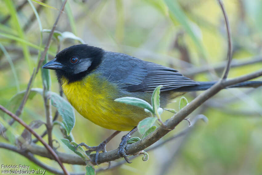 Santa Marta Brushfinch