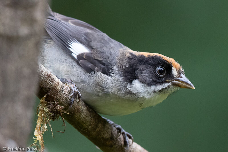 White-winged Brushfinch