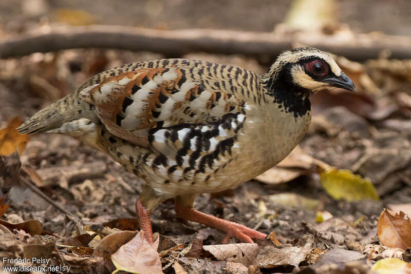 Bar-backed Partridgeadult, aspect, camouflage