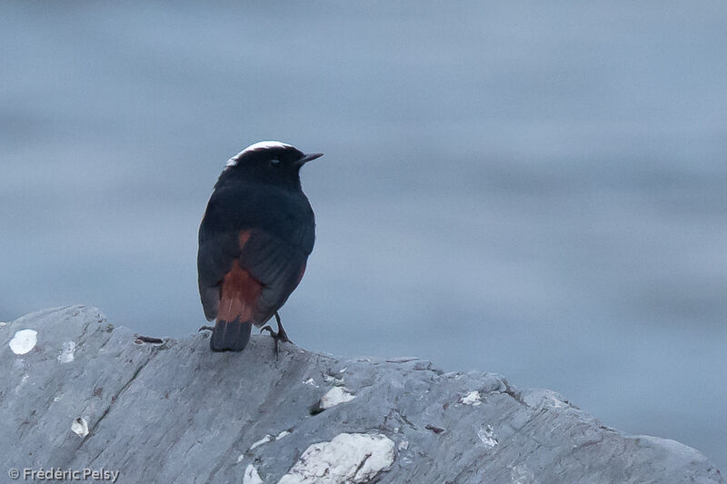 White-capped Redstart male adult