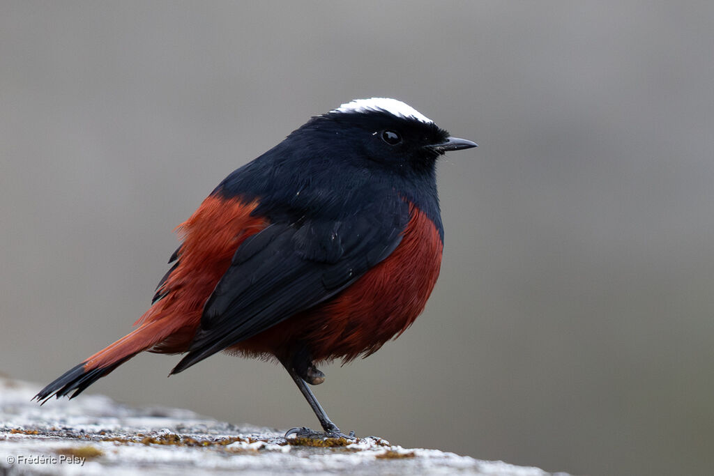 Torrentaire à calotte blanche