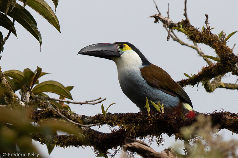 Black-billed Mountain Toucan