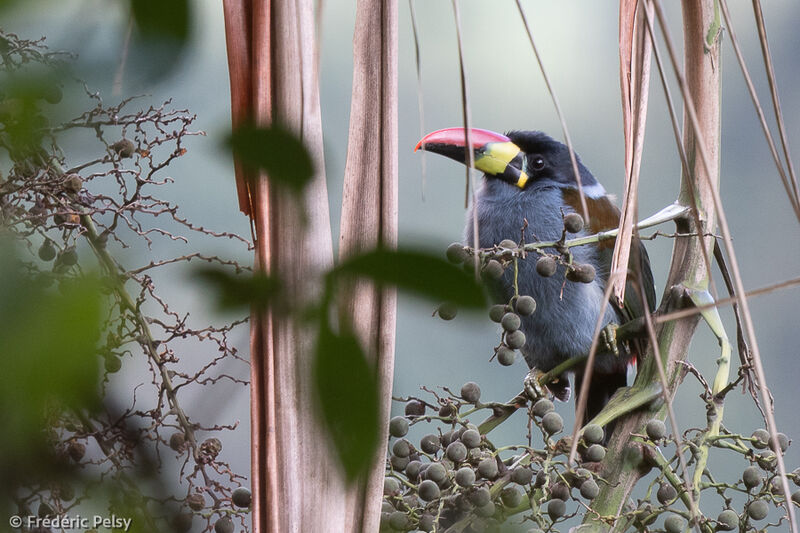 Toucan bleu