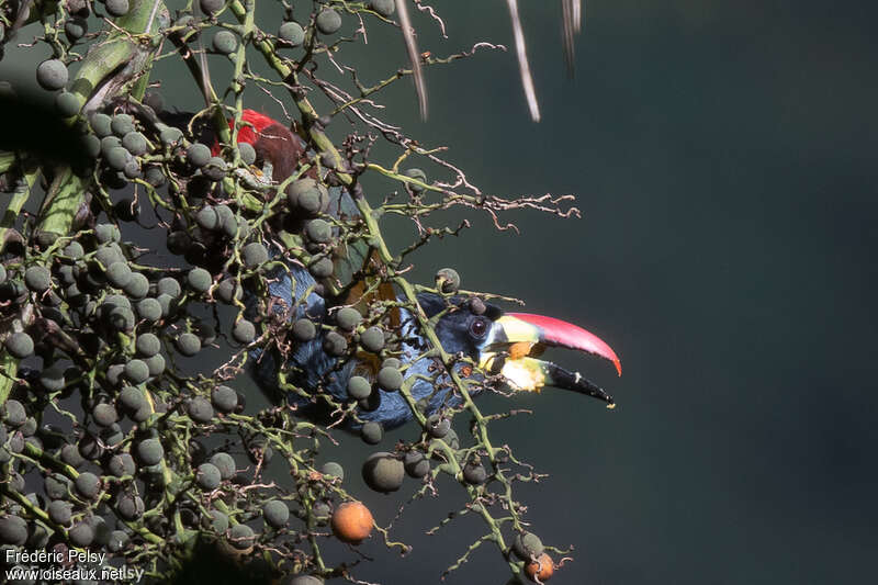 Grey-breasted Mountain Toucanadult, feeding habits, eats