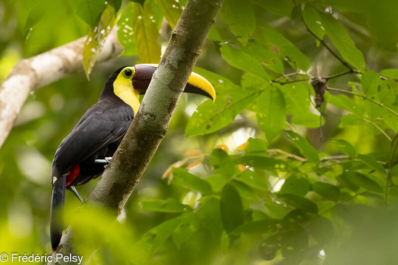 Yellow-throated Toucan