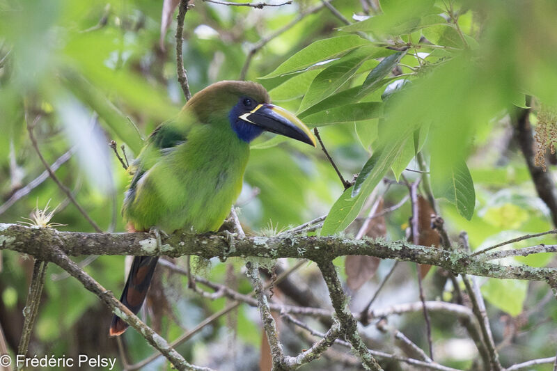 Blue-throated Toucanet