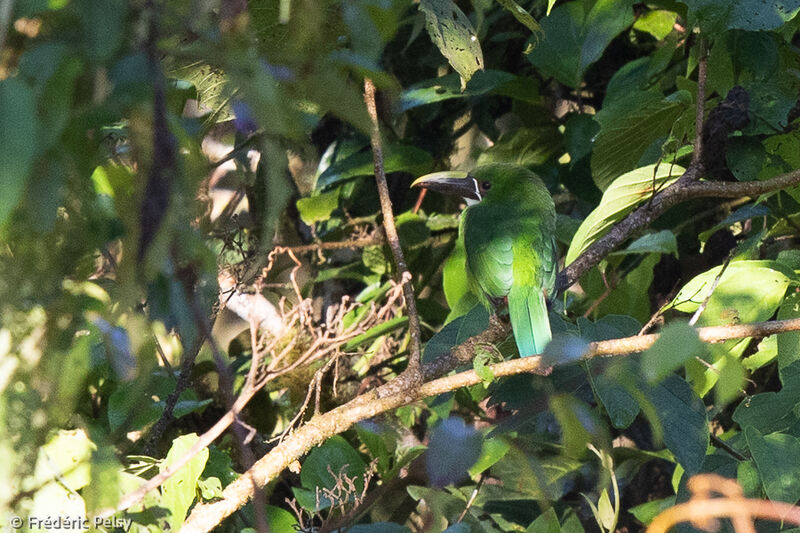 White-throated Toucanet