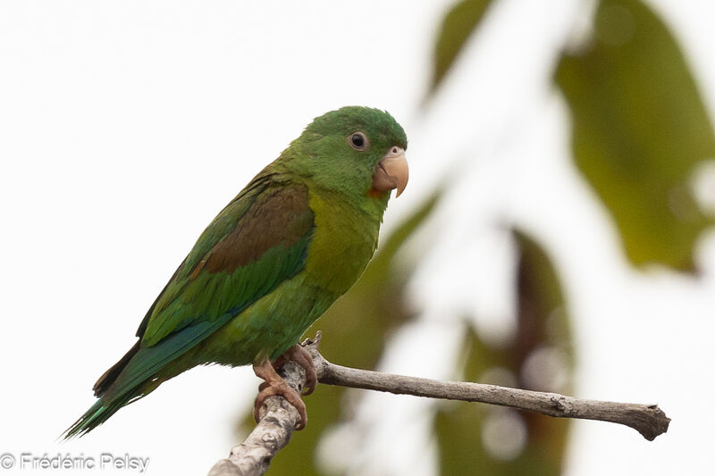 Orange-chinned Parakeet