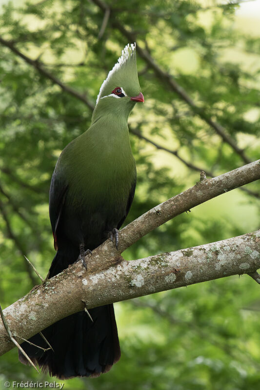 Livingstone's Turaco