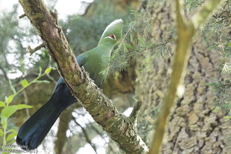 Touraco louriadulte, identification