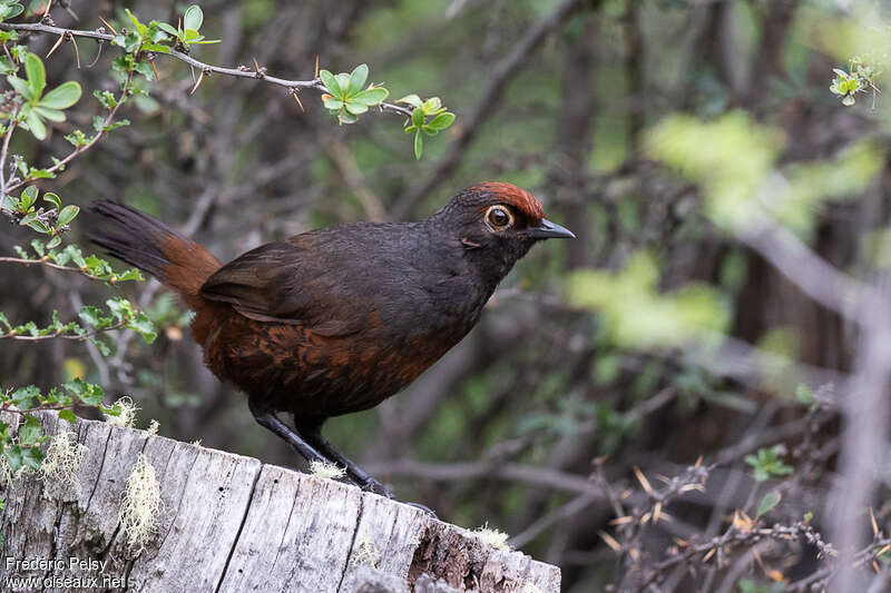 Black-throated Huet-huetadult, identification