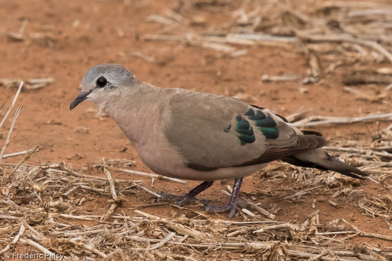 Emerald-spotted Wood Dove