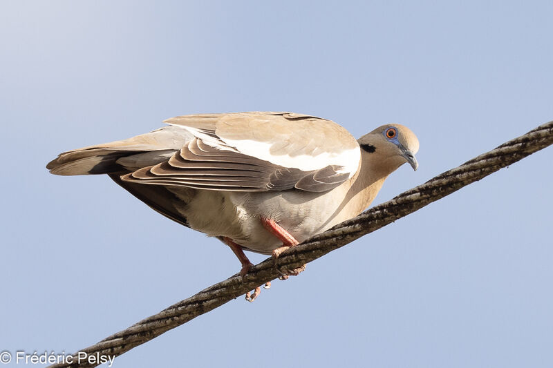 White-winged Dove