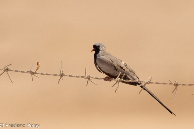 Namaqua Dove