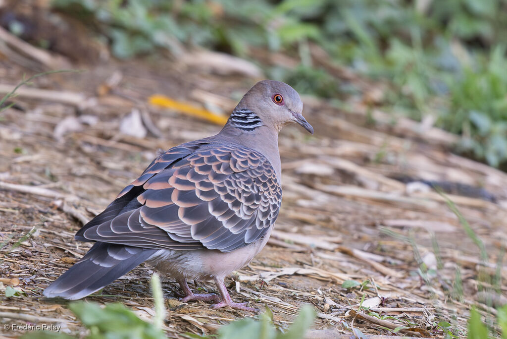 Oriental Turtle Dove
