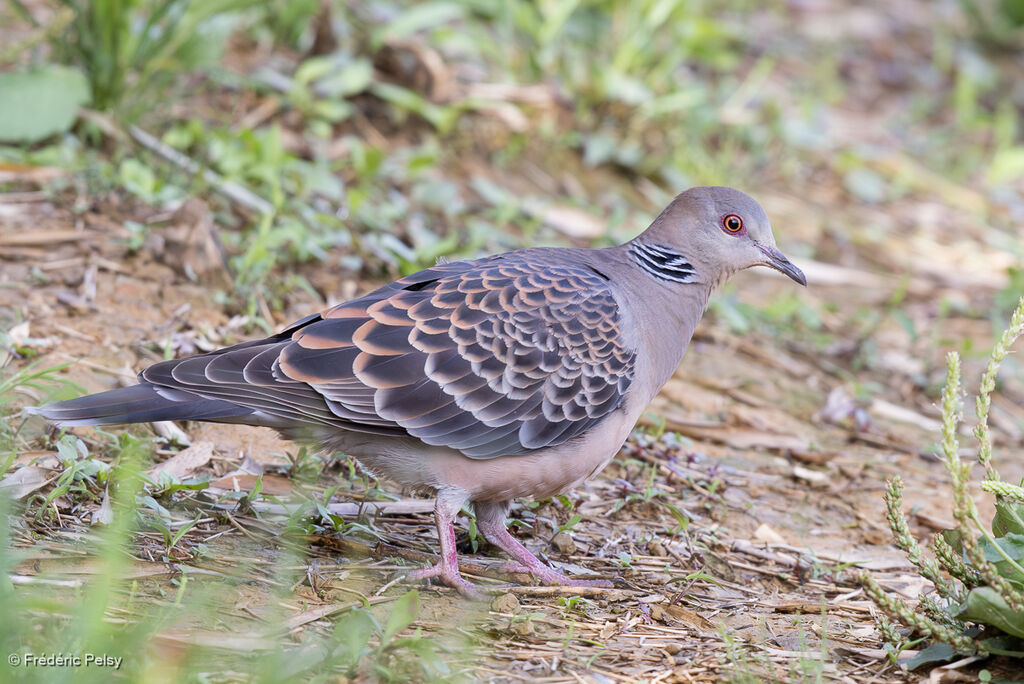 Oriental Turtle Dove