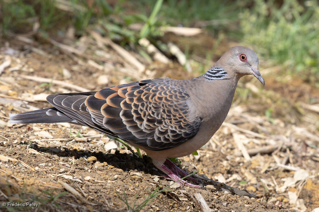 Oriental Turtle Dove