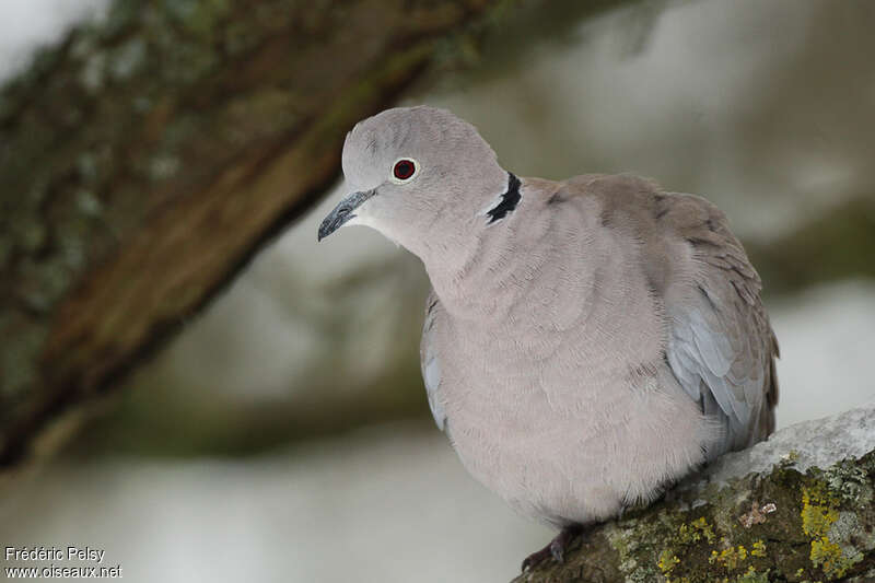 Eurasian Collared Doveadult