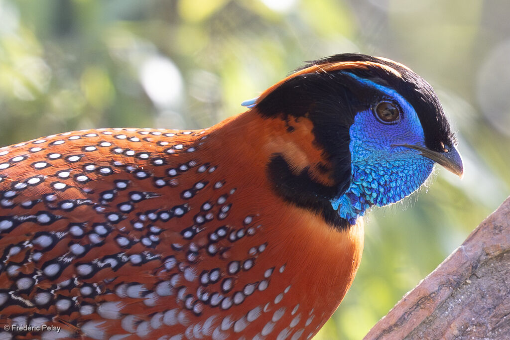 Tragopan de Temminck