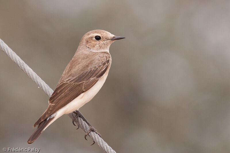 Eastern Black-eared Wheatear female adult post breeding, identification